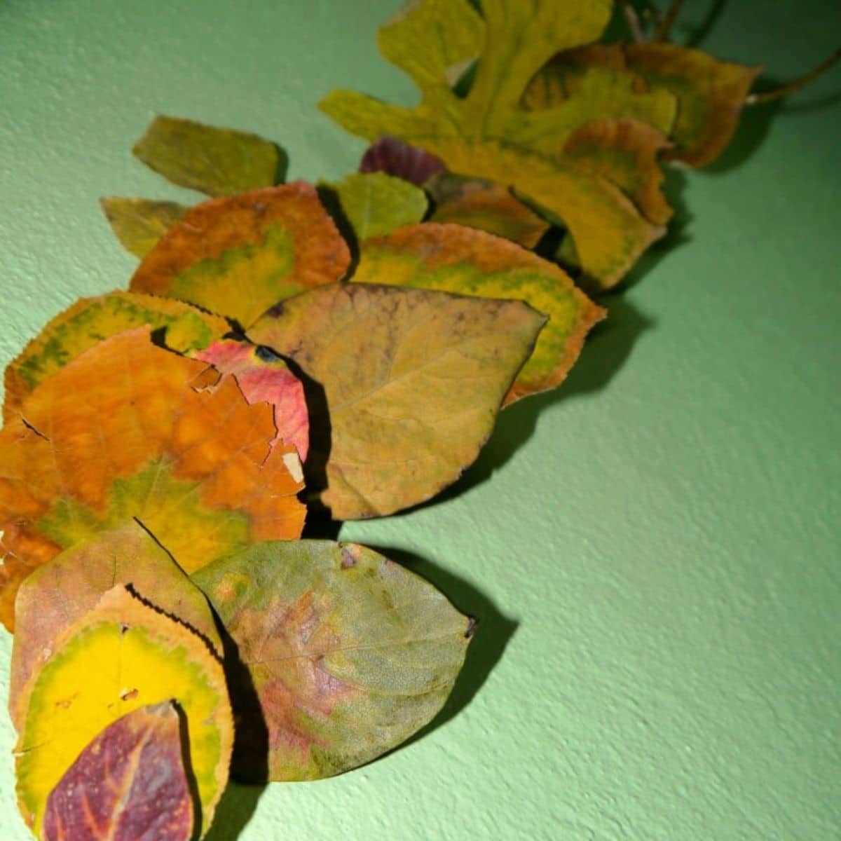 Dried leaves craft on a green wall.