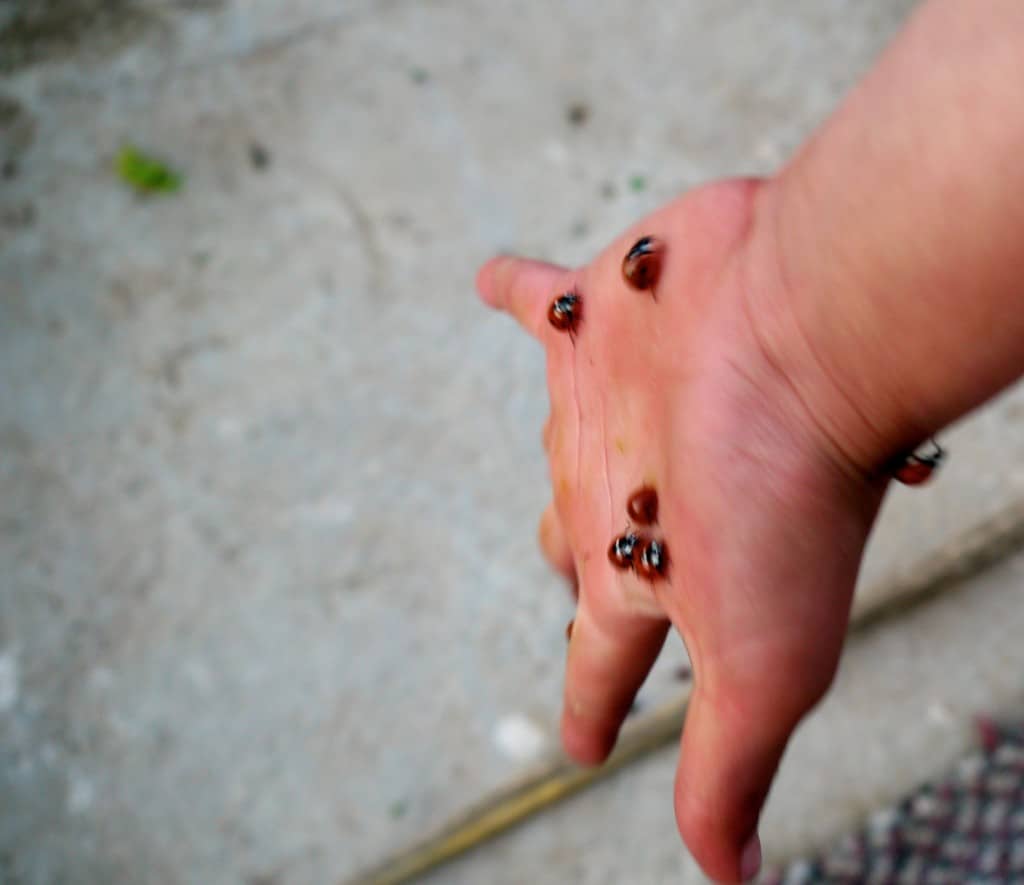 kids hand with plenty of ladybugs.
