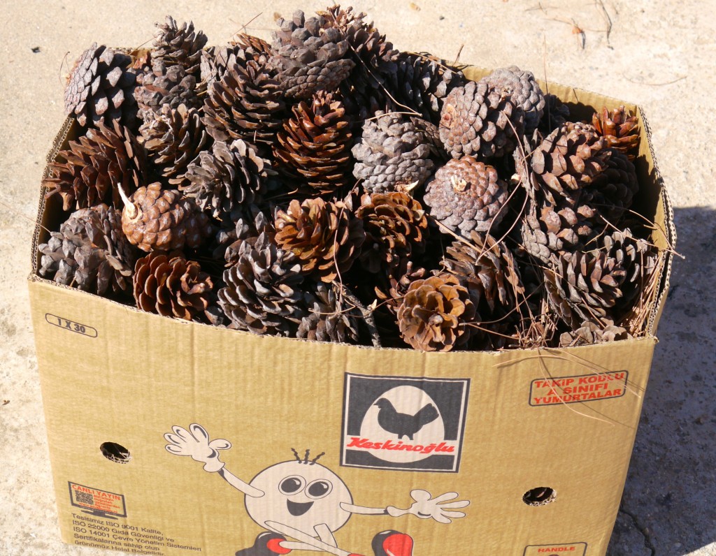 Box full of pinecones