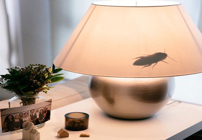 The insect in the lamp prank