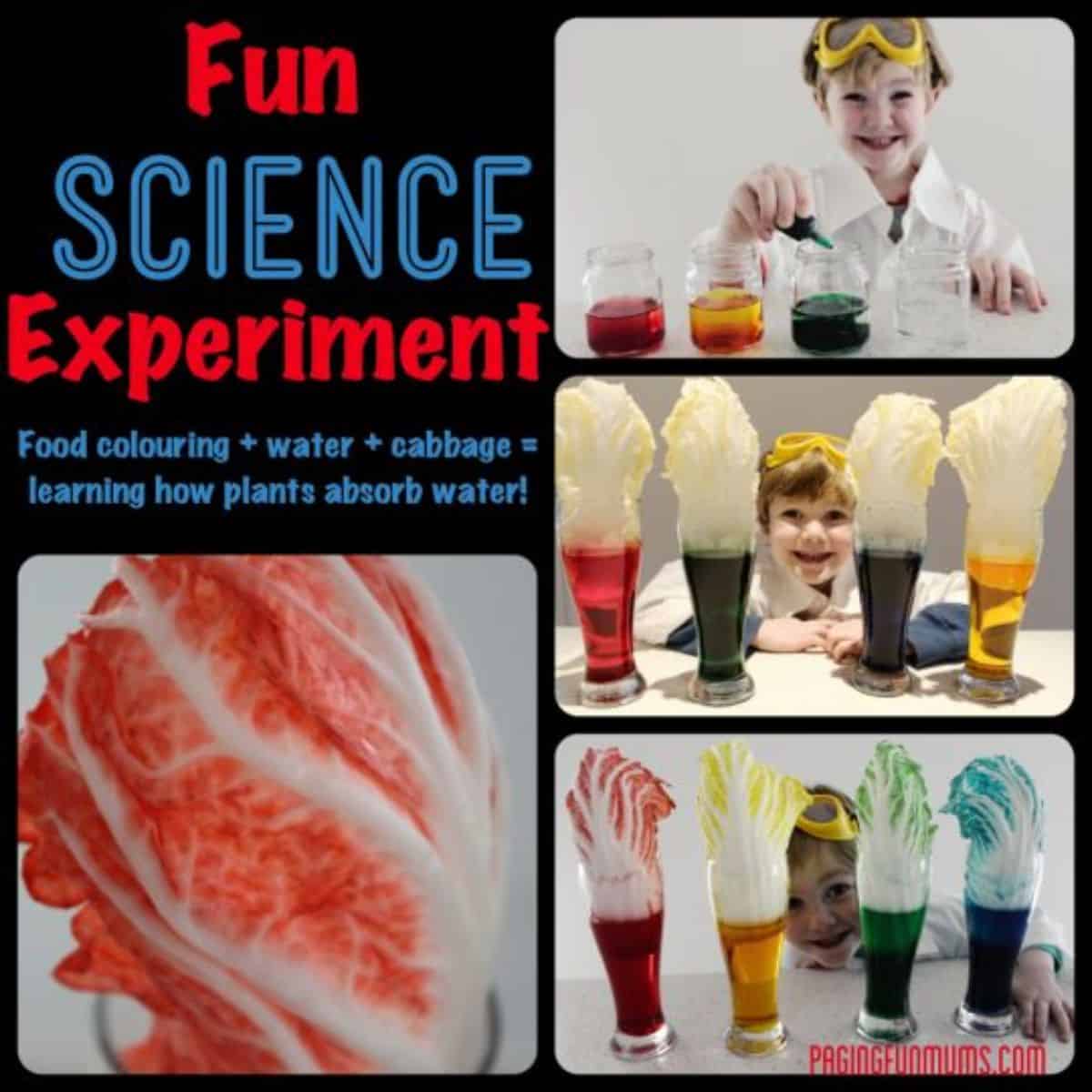 Multiple miages of fun science experiment.