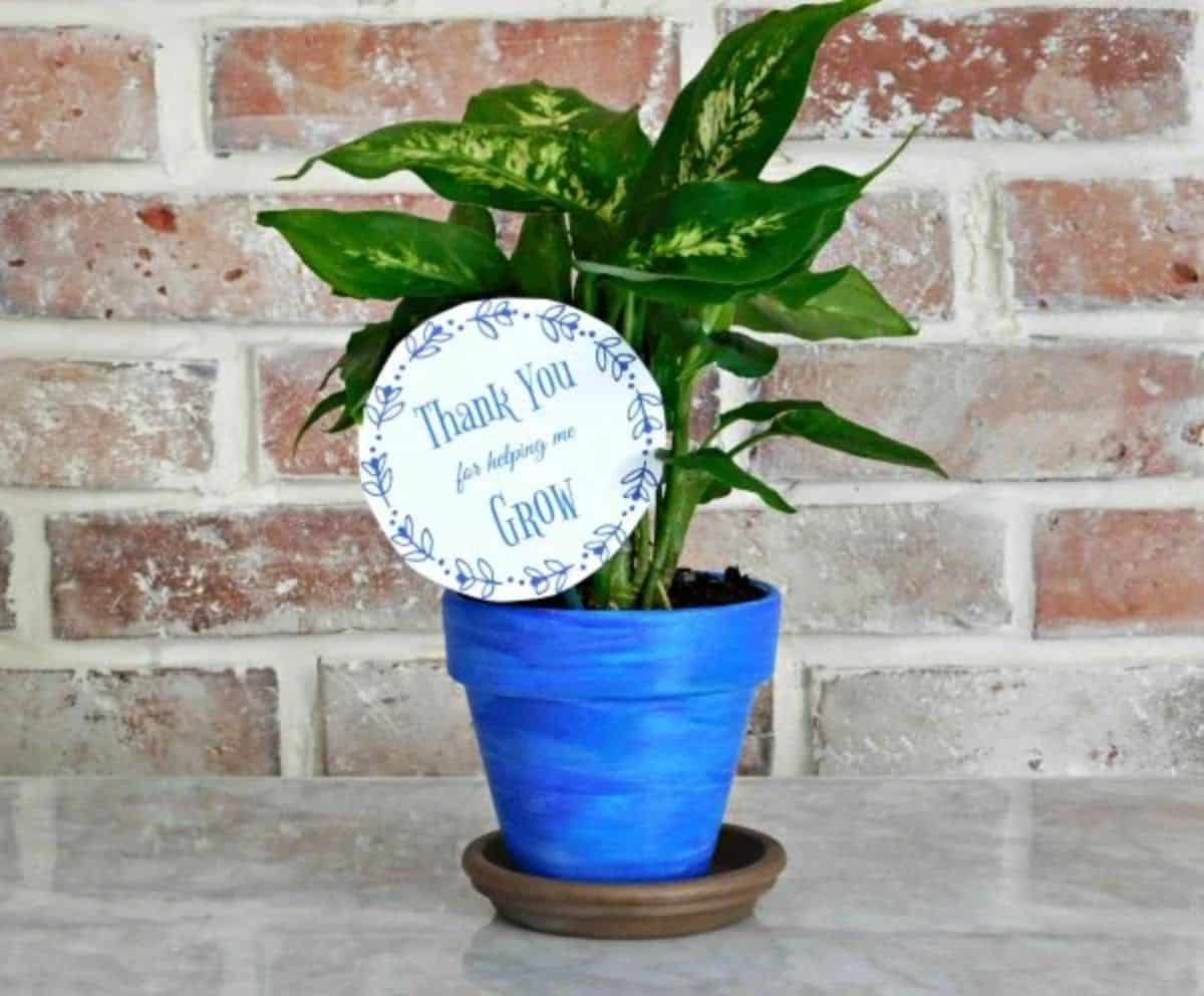 Plant in ablue pot with sgn:Thank you for helping me grow.