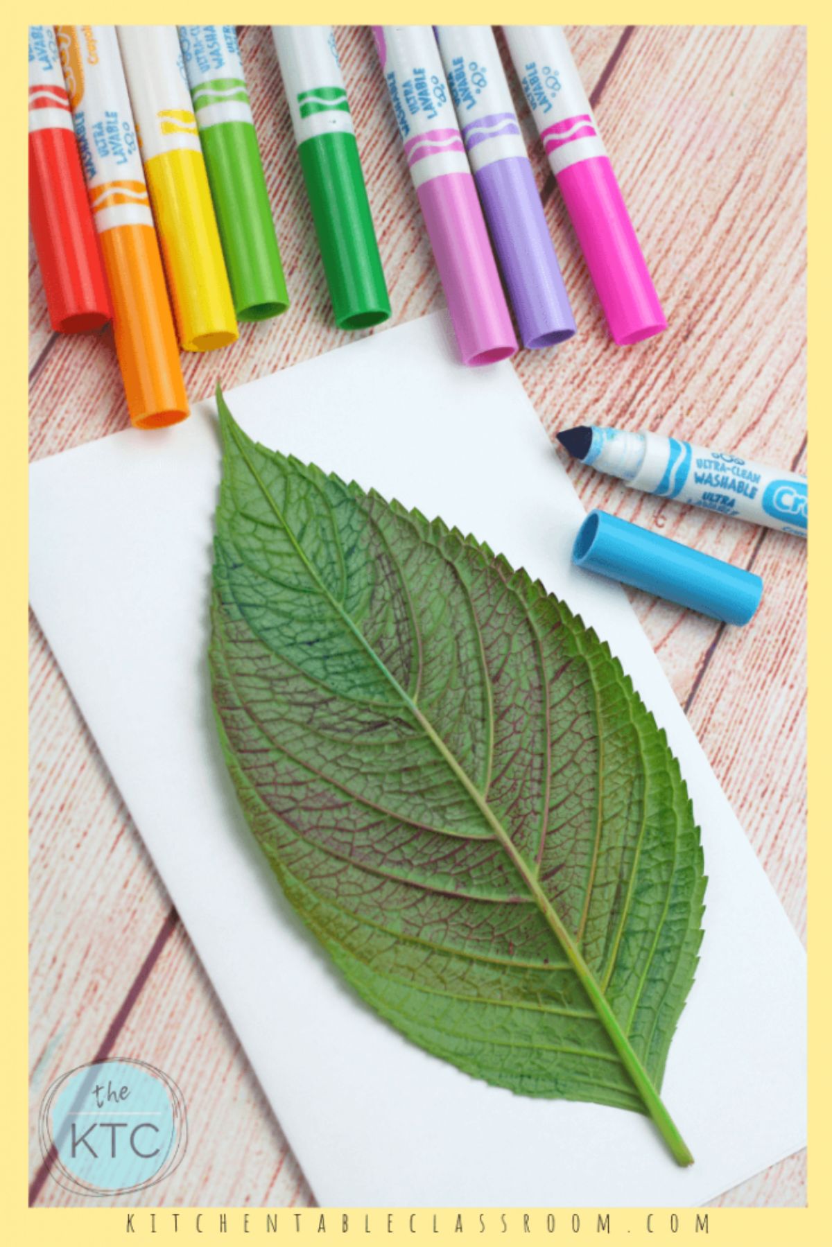 a leaf is aid out on a white sheet of paper. Above it you can see different colored felt tip pens