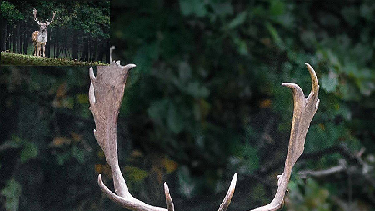 A split screen with a small photo of a stag in the top left hand corner and a close up of the stag's antlers in the main shot