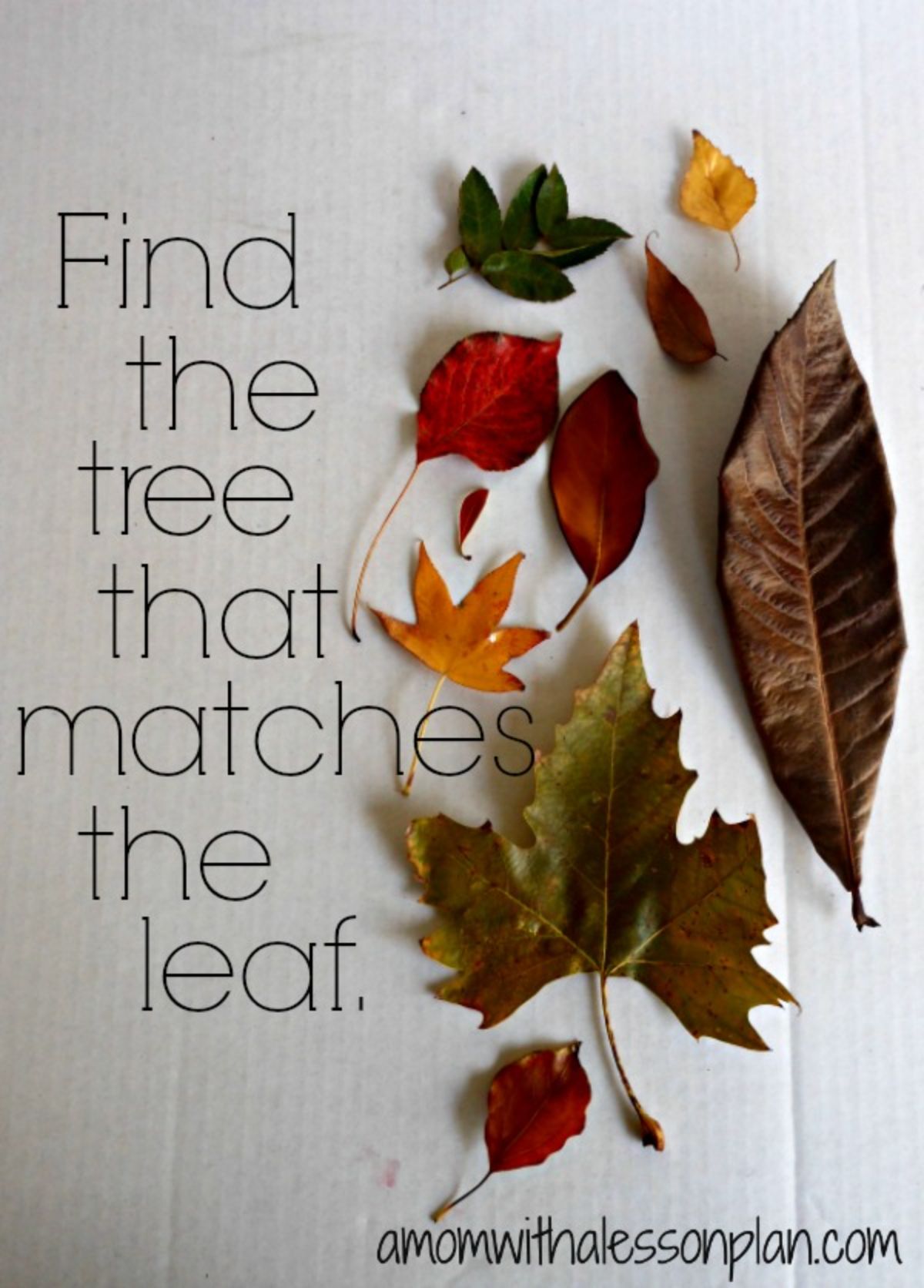 the text reads "find the tree that matches the leaf" the image is of a group of different leaves