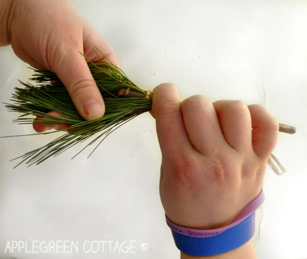a young child's hands holds a branch and some pine needles