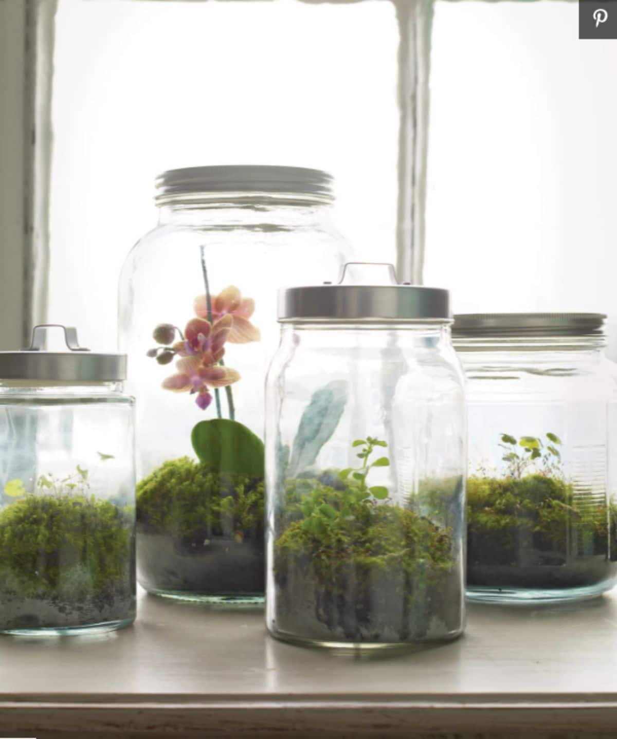 4 glass terarriums sit on a shelf. They are half filled with moss and flowers