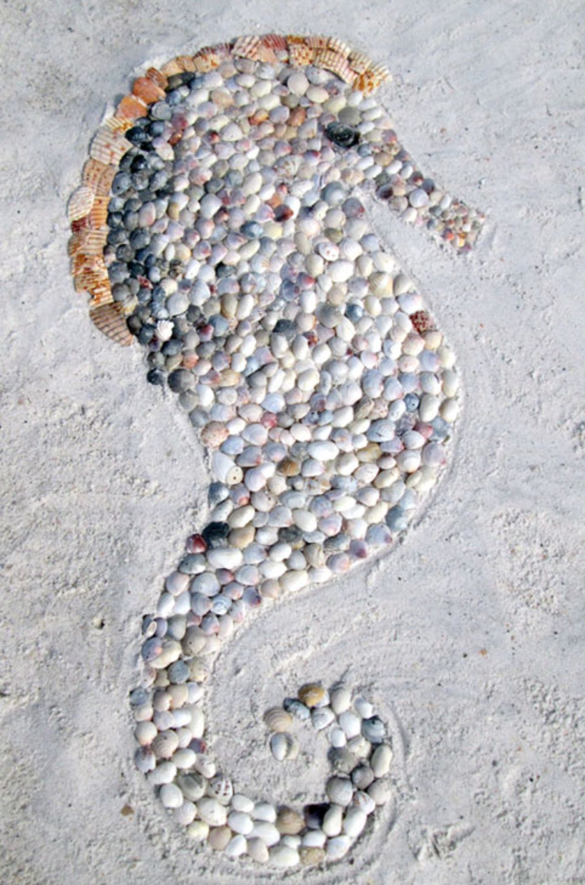 a seahorse made out of seashells on the beach